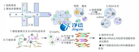 中國人自己的單細胞測序儀來了！,Drop-seq