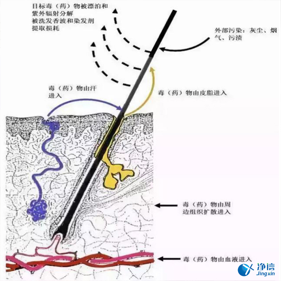  毛發(fā)毒品檢測儀檢測腿毛竟可以測出吸毒?做了全身脫毛也可以？